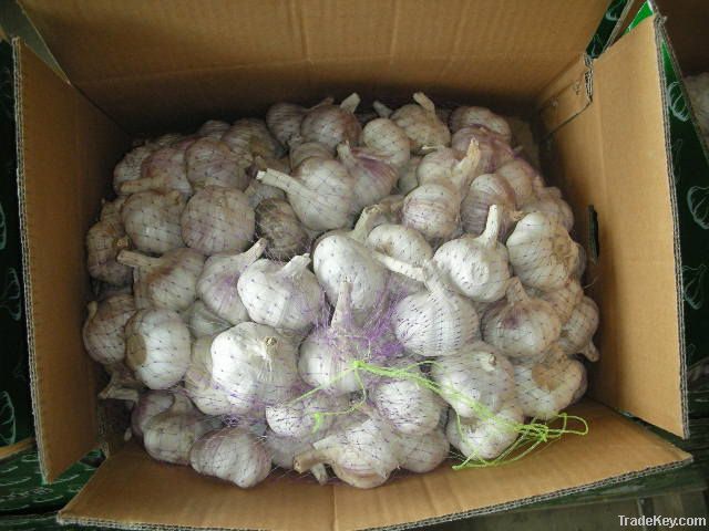 selling  2012garlic