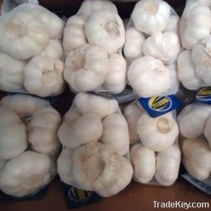 selling  2012garlic