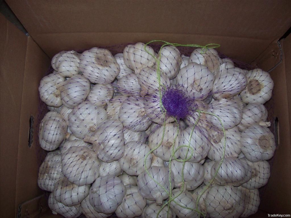 selling 2012  new  garlic