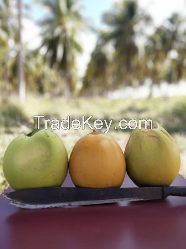 Fresh Coconuts