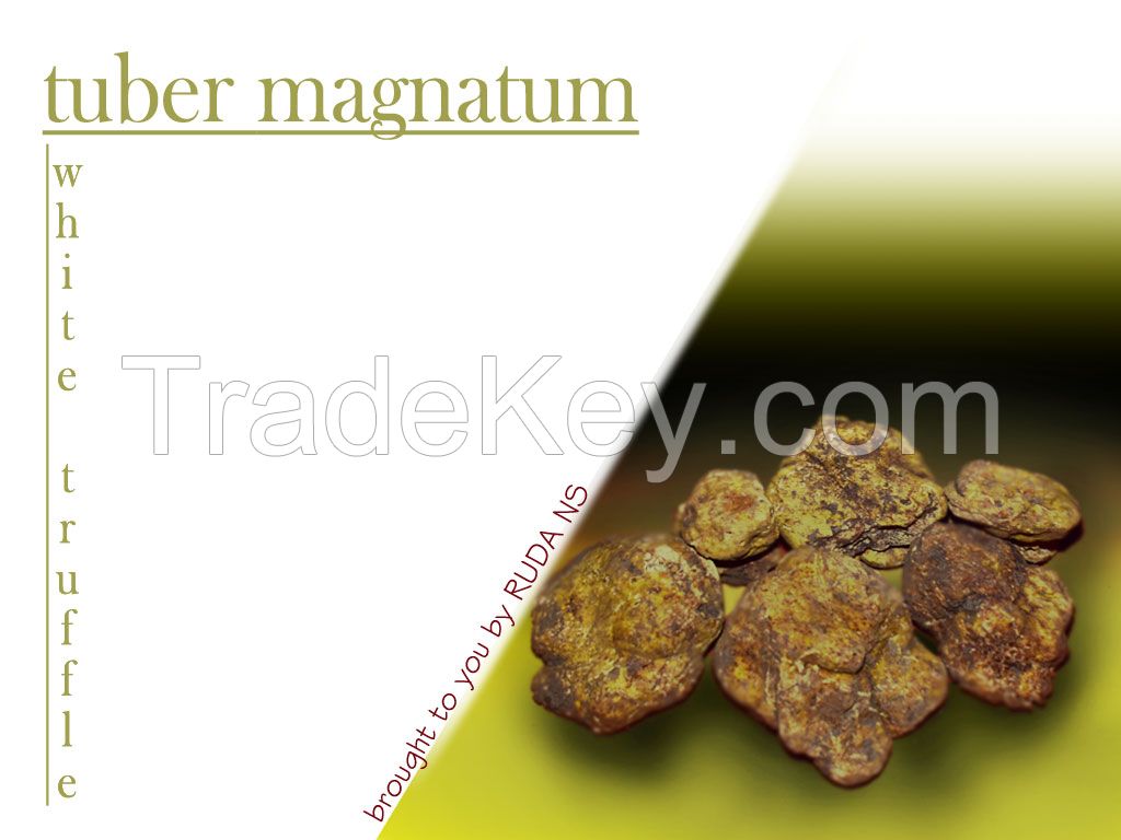 white truffle tuber magnatum
