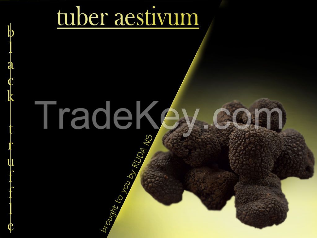 black truffle tuber aestivum