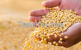Dried Soybeans