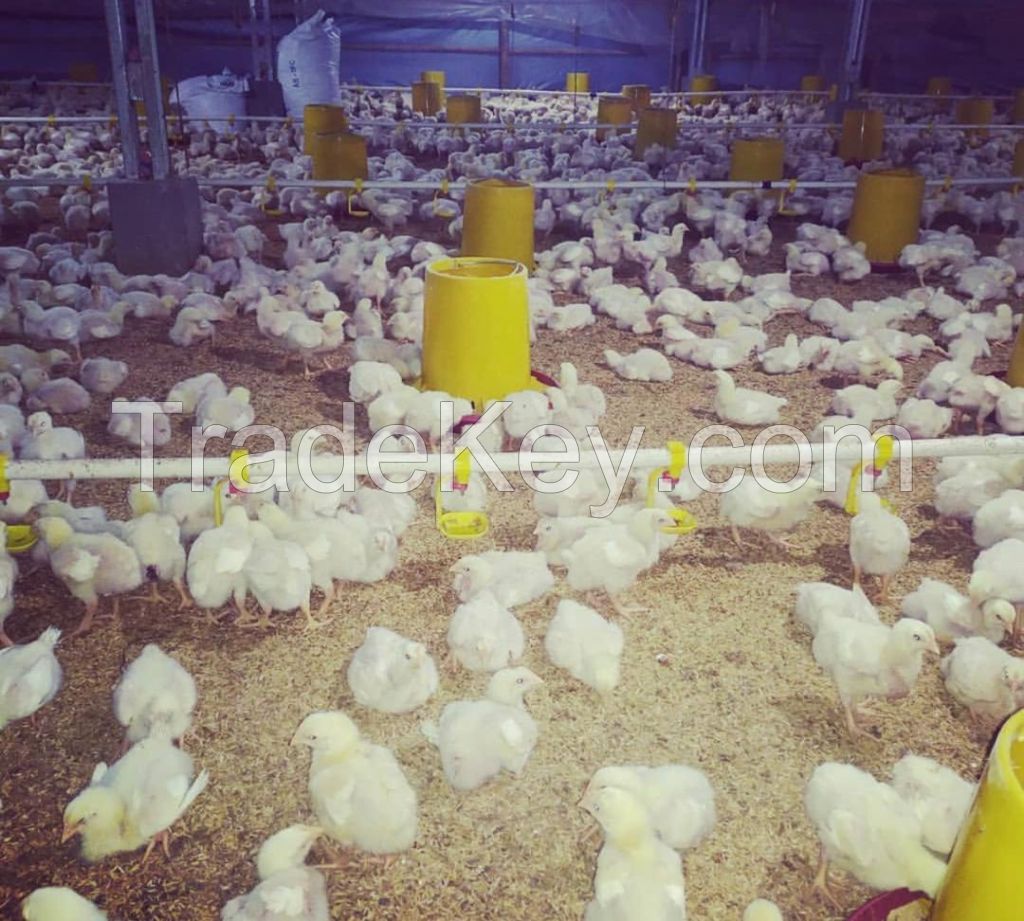 15 DAYS OLD BROILER CHICKS FOR SALE