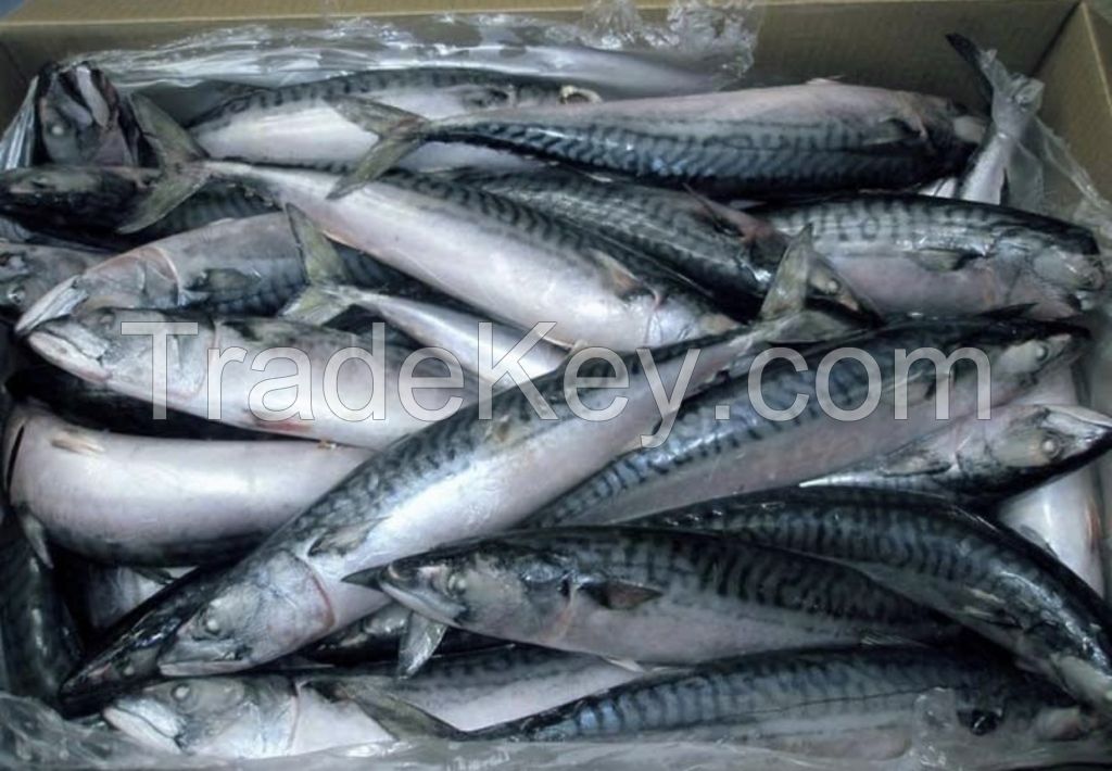 HOT SALE OF FROZEN HORSE MACKEREL FISH AVAILABLE