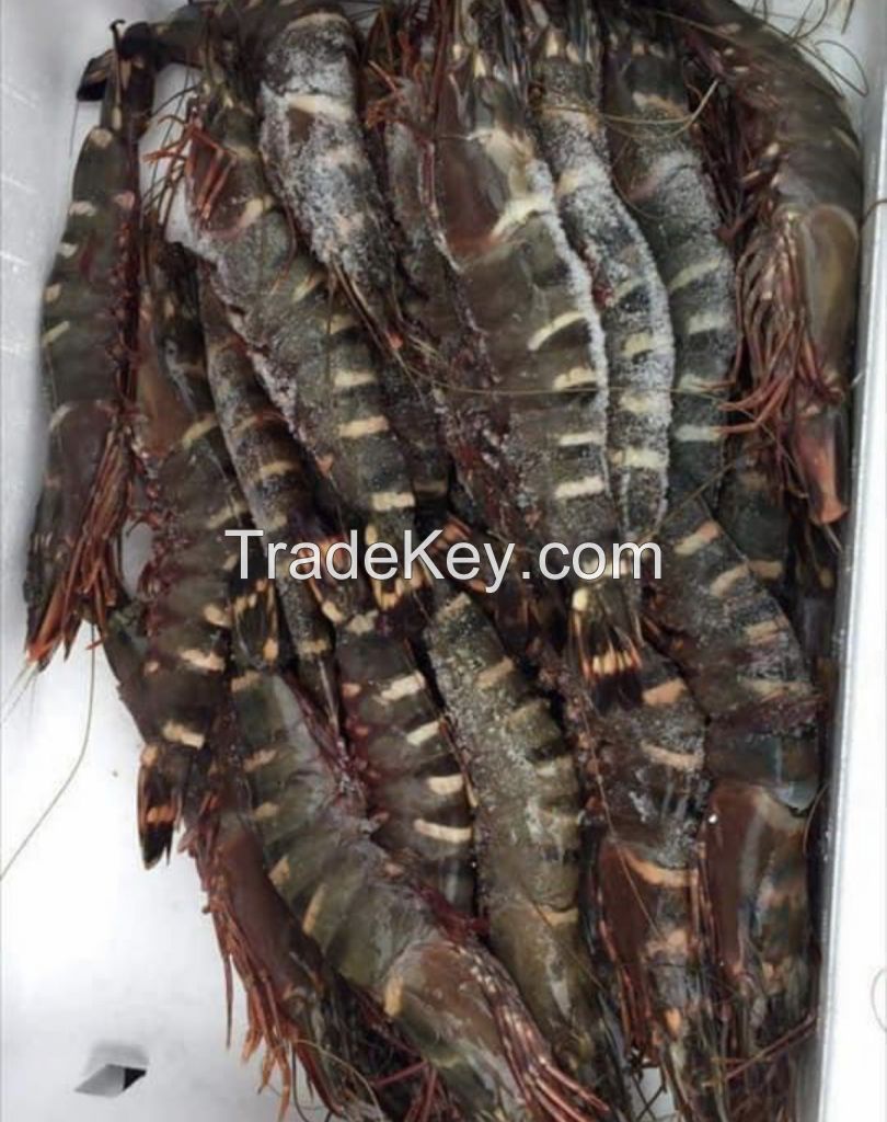 WHOLESALE FROZEN LOBSTER FOR SALE