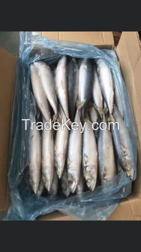 HOT SALE OF FROZEN HORSE MACKEREL FISH AVAILABLE