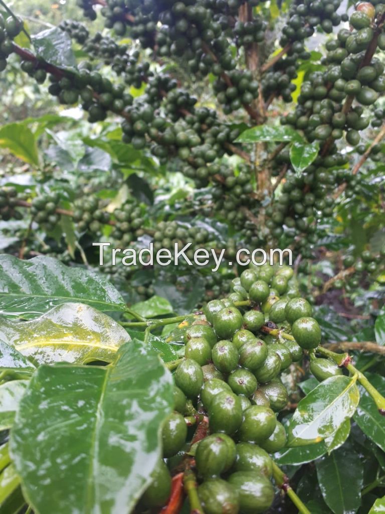 Coffee beans arabica - COLUMBIA