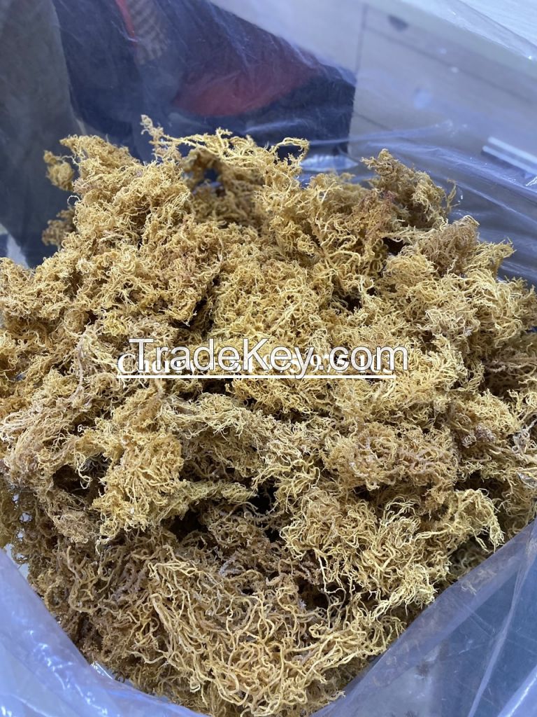 VEGAN IRISH SEA MOSS/ PREMIUM SEAMOSS FROM VIETNAM / Ms. Cherry + 84 975 975 103