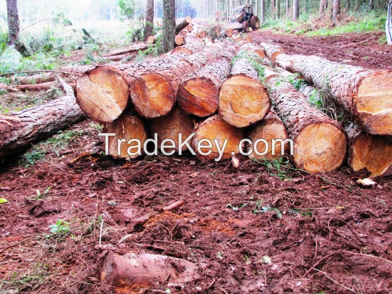 Pine and Eucalyptus logs