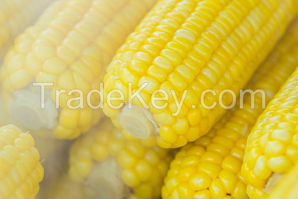 Corn