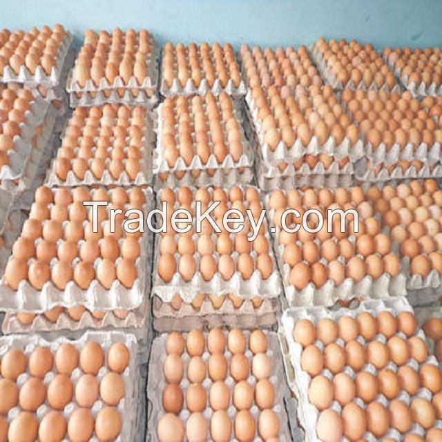 Fresh Poultry Eggs (White / Brown) Affordable