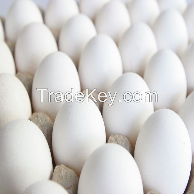 Fresh Poultry Eggs (White / Brown) Affordable