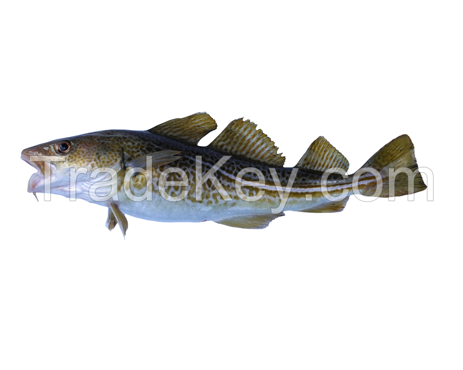 Stockfish/ 5 Pieces 
