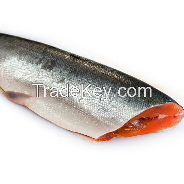 Fresh Salmon Fish / Salmon From Norway - 100% Export Quality Salmon Fish