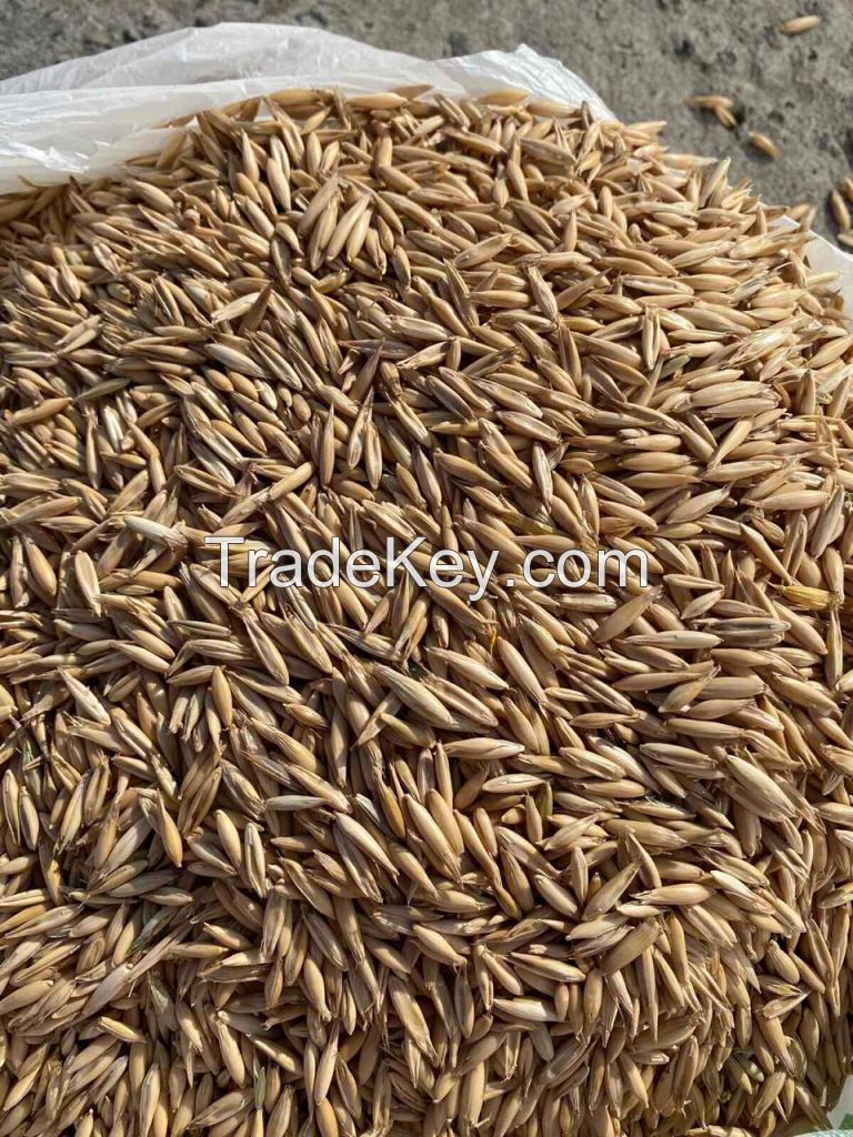 Oat Seeds