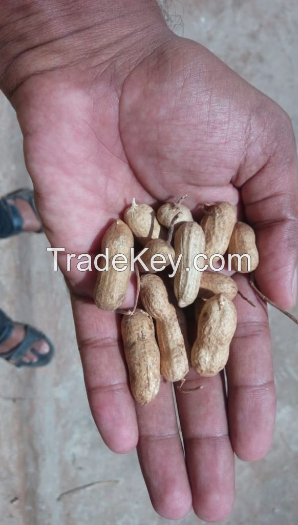 Groundnut With Shell