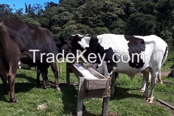 Live Cattle for sale (Beef cattle ) Live Pregnancy simmental bull cattle for sale worldwide