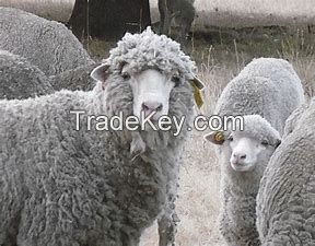 Live sheeps for sale 100% Healthy Pure Blood Romanov Sheep/ Lambs