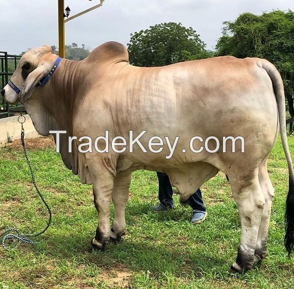 Live Cattle for sale (Beef cattle ) Live Pregnancy simmental bull cattle for sale worldwide