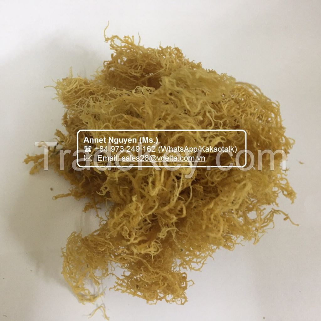 100% Dried Pure Organic Seamoss/ IRISH MOSS SEAWEED / Annet Nguyen +84 973 249 162 