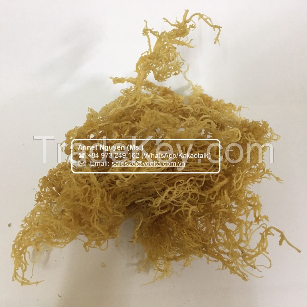 100% Dried Pure Organic Seamoss/ IRISH MOSS SEAWEED / Annet Nguyen +84 973 249 162 
