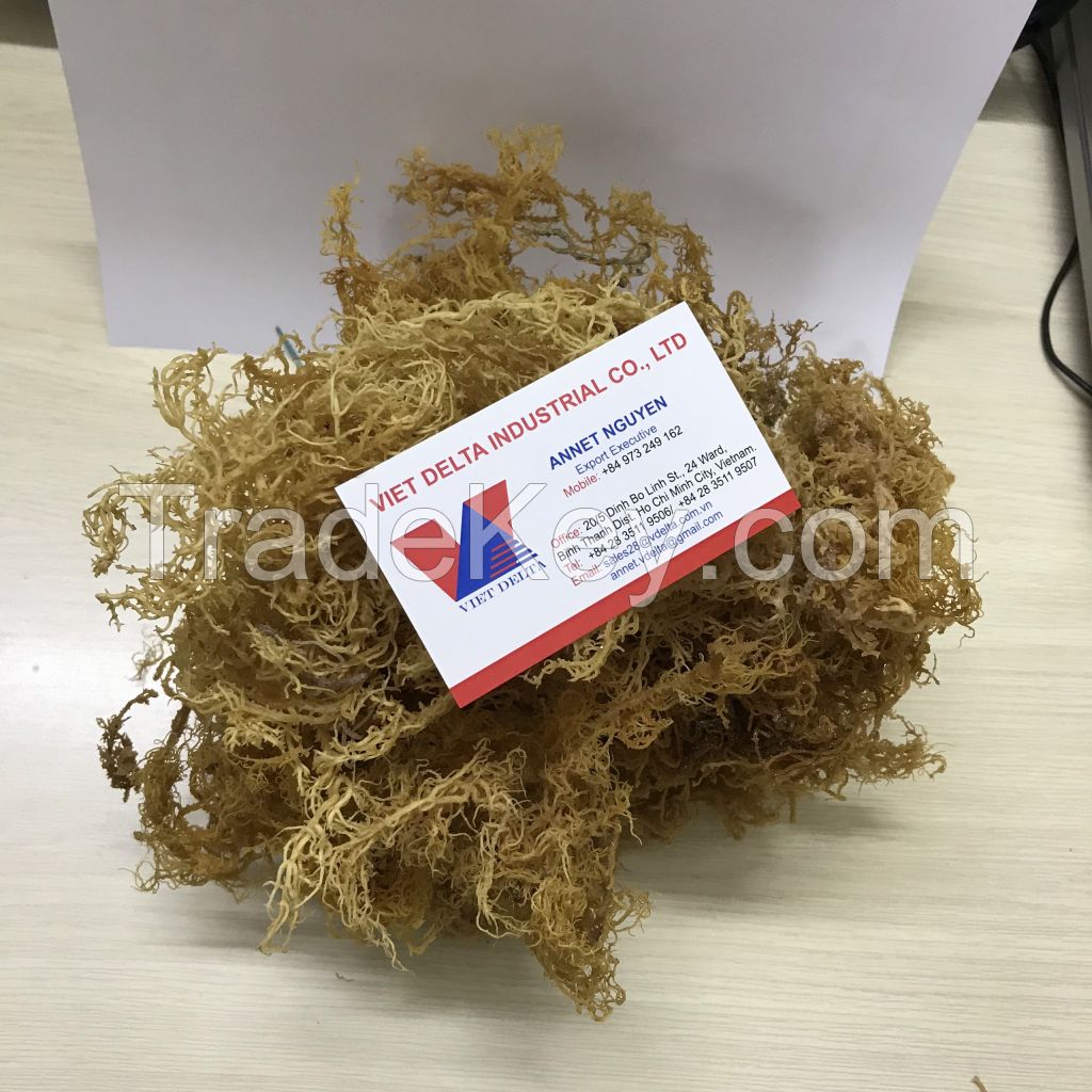 Dried Sea Moss - Premium 100% Natural - Fresh Irish Moss / Annet Nguyen +84 973 249 162 