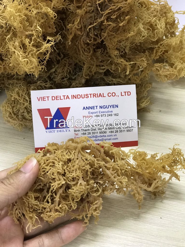 100% Dried Pure Organic Seamoss/ IRISH MOSS SEAWEED / Annet Nguyen +84 973 249 162 