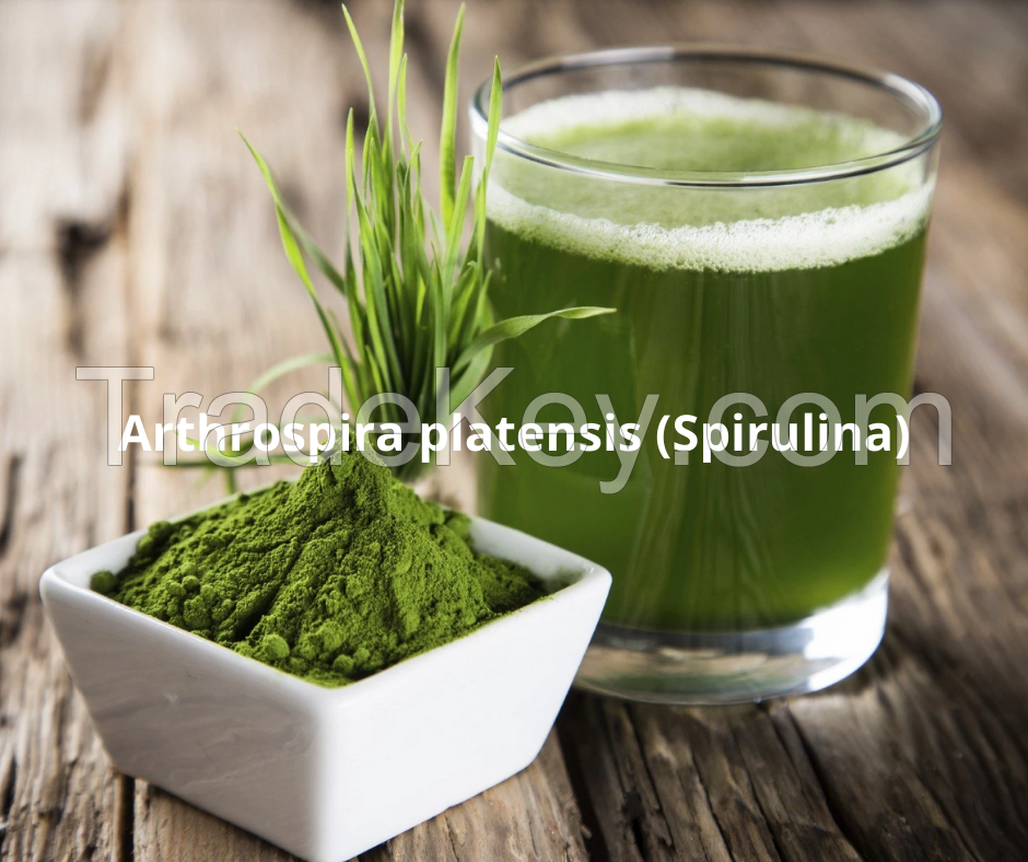 Spirulina