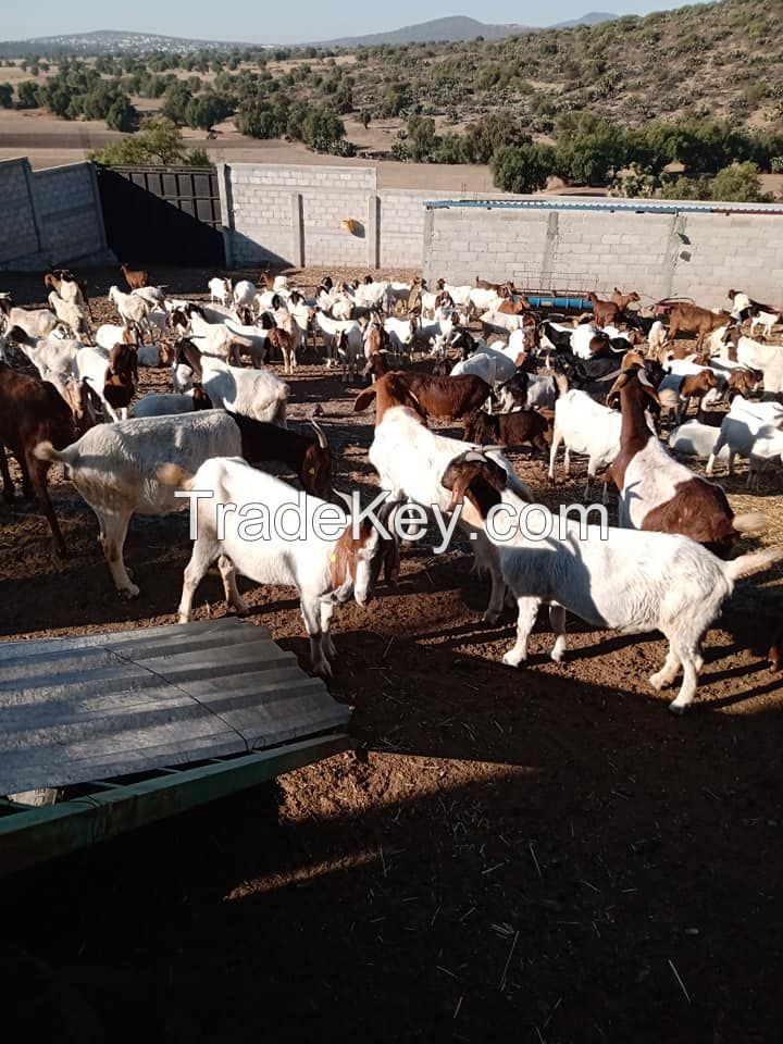 Quality Boer Goats available