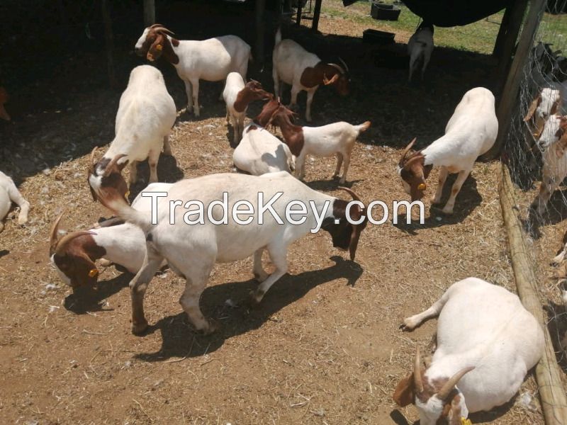 Quality Boer Goats available