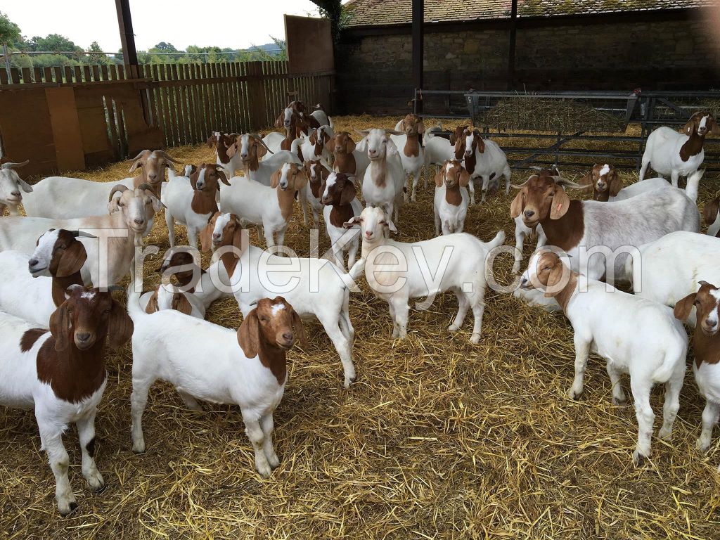 Quality Boer Goats available