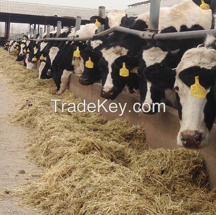 Holstein Heifers Cattle