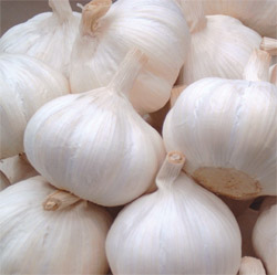 Chinese   garlic