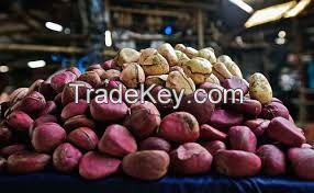 Kola Nuts (Cola acuminata), Biter Kola (Cola nitida) And Cocoa Bean