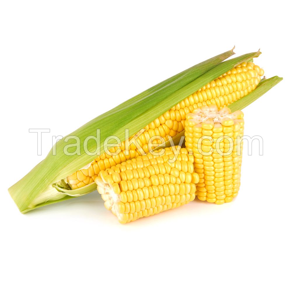 Yellow corn 