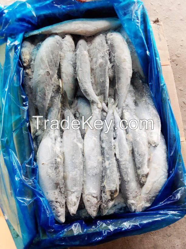 Frozen mackerel Fish for sale