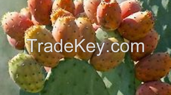 Argan, prickly pear seed oil huile de graines de figue de barabrie , argan 