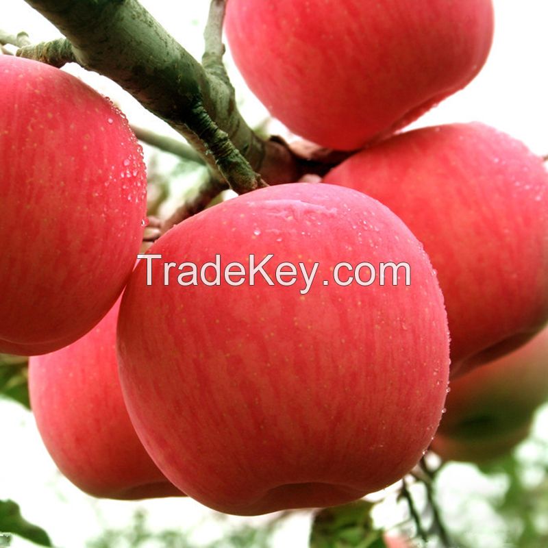 Fresh Apple Fruit Price 