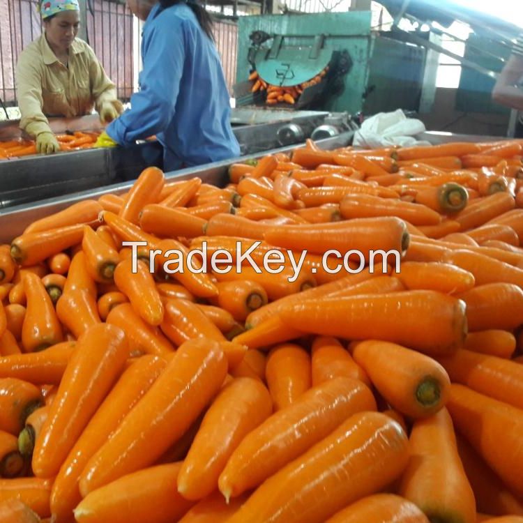 fresh carrot for sell
