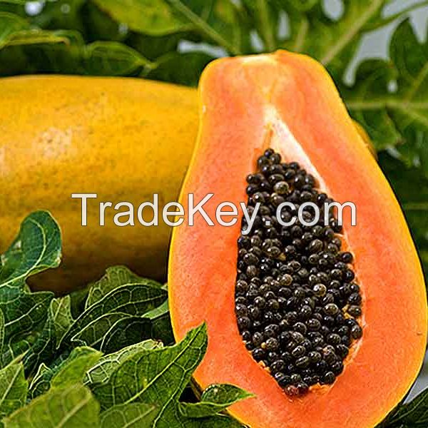 Fresh Papaya  Organic Papaya  For Sale