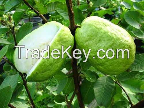 Fresh Guava