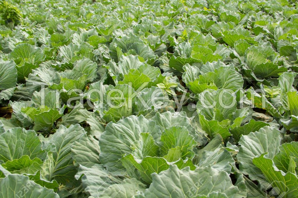 Fresh cabbage