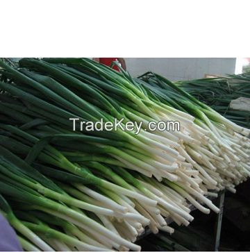 FRESH SCALLIONS