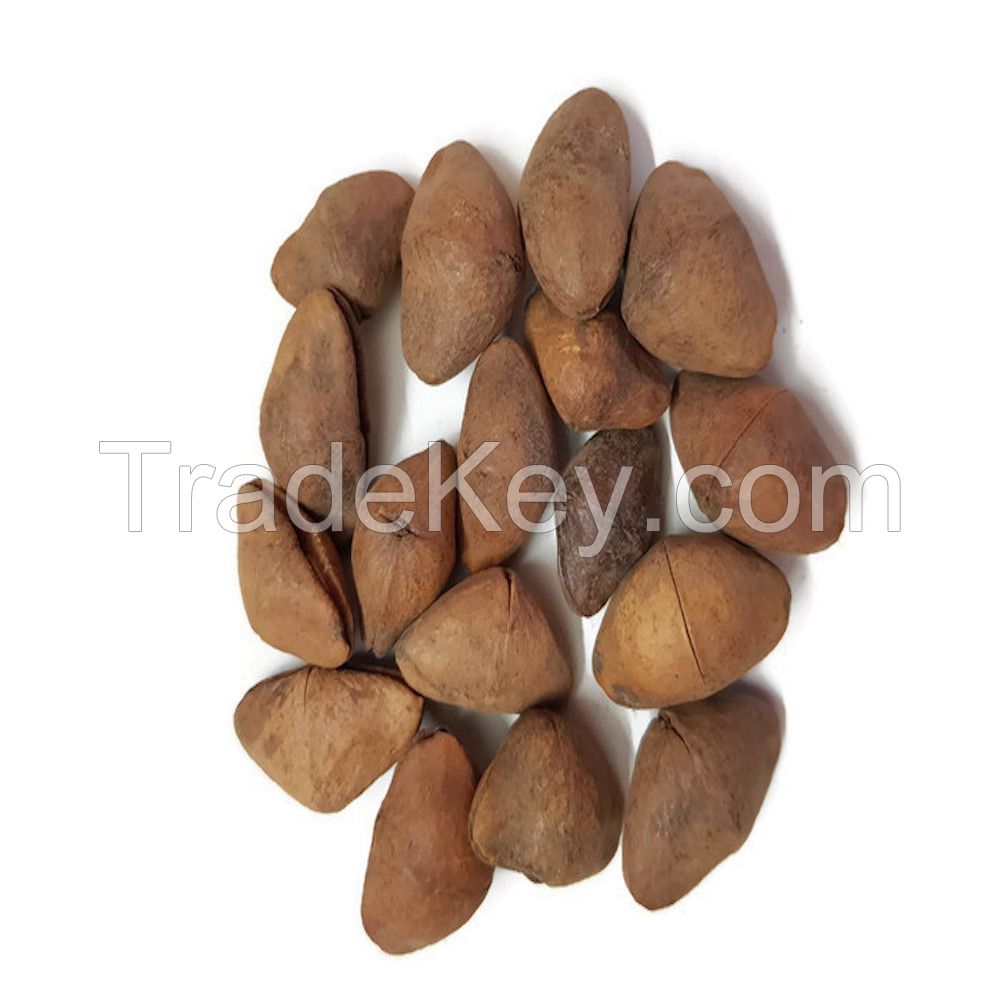 Oleander Cascabela Seeds