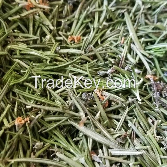 Rosemary Herbs