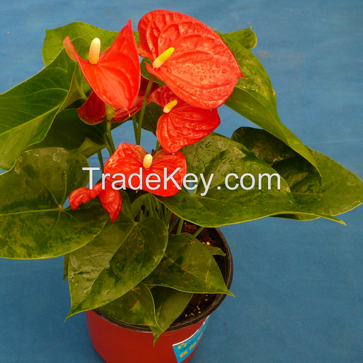 anthurium