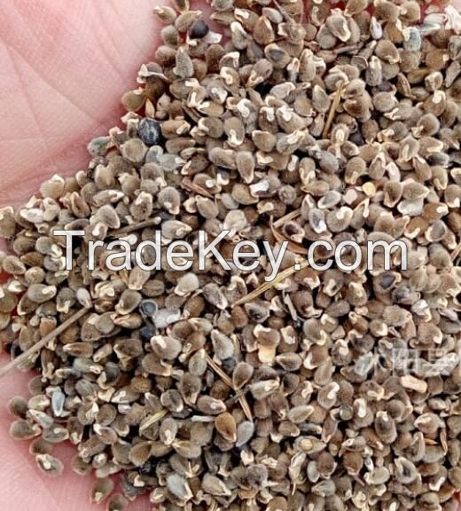 medicine plants seed