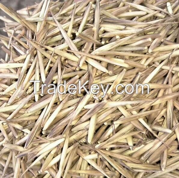 bamboo seeds 