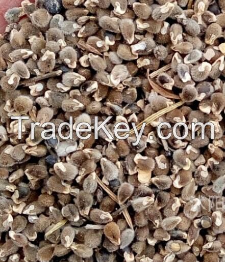 medicine plants seed